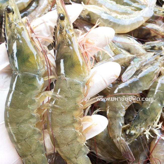 กุ้งสด มหาชัย